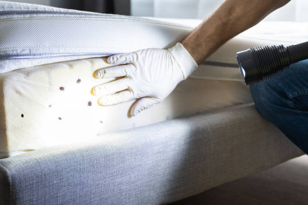 Best Best Pest Control Companies  in South Greensburg, PA