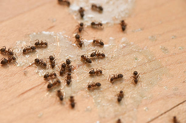 Best Flea Control Services  in South Greensburg, PA