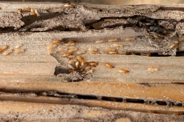 Best Pest Prevention Services  in South Greensburg, PA