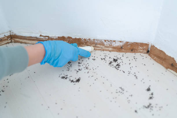 Best Insect Control  in South Greensburg, PA